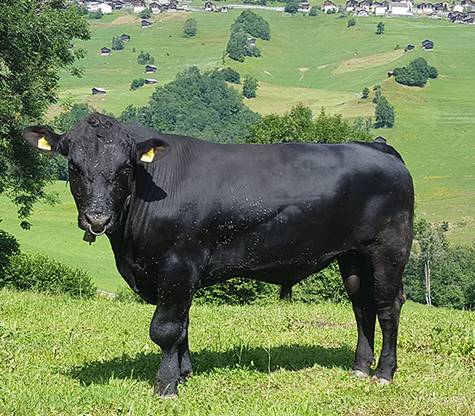 Ein schwarzer Bulle steht auf einer grünen alpinen Bergwiese