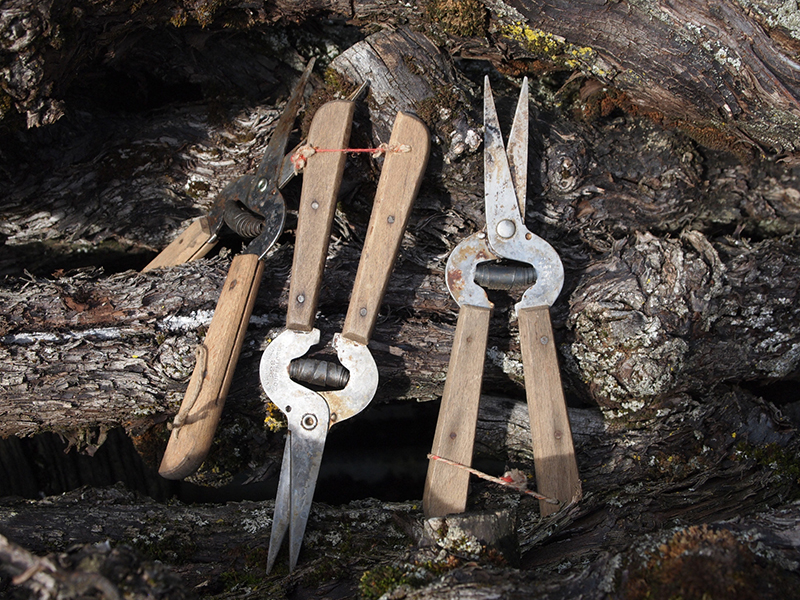 Drei alte Gartenscheren mit Holzgriffen auf rustikalem Holzuntergrund.