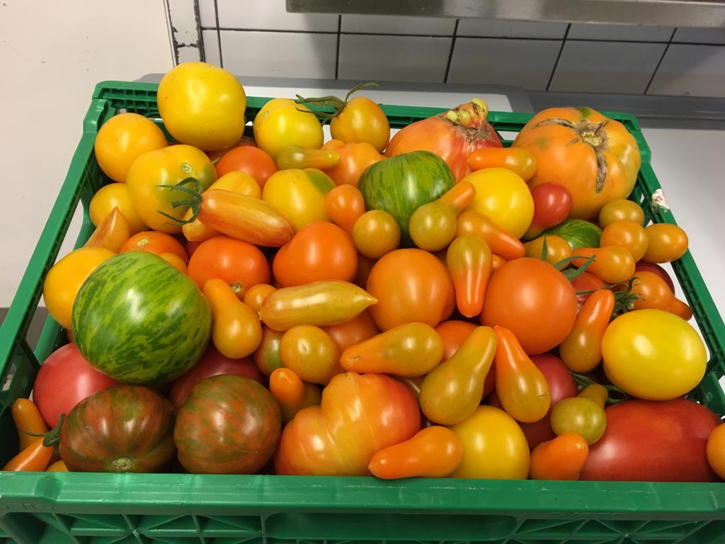 Bunte Mischung verschiedener Tomatensorten in einer grünen Kiste.